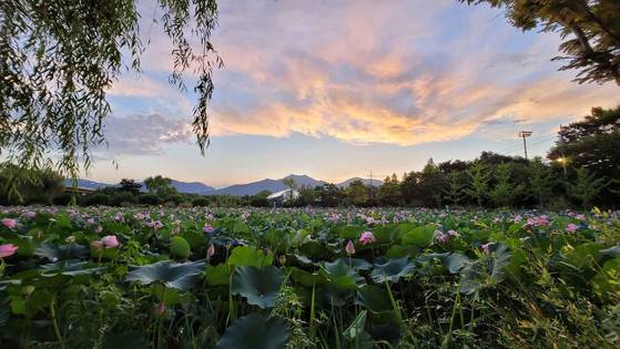 연꽃향으로 가득한 양평 세미원의 밤. 김상선 기자