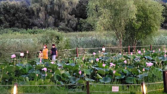 연꽃향으로 가득한 양평 세미원의 밤. 김상선 기자