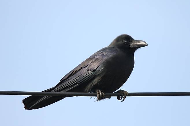 큰부리까마귀. 환경부 제공