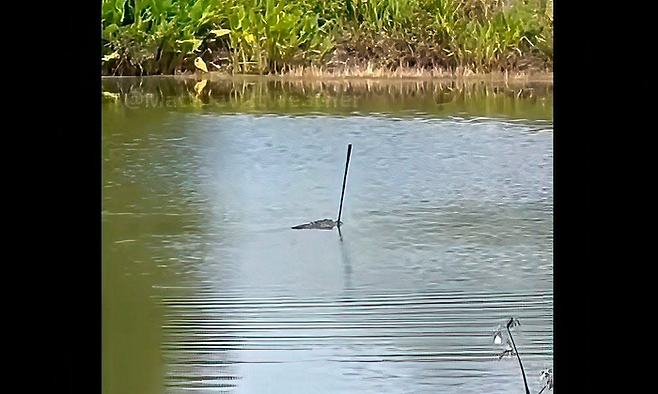 악어가 골프채를 물고 헤엄치고 있다. [사진 = 인스타그램 mattdevittweather]