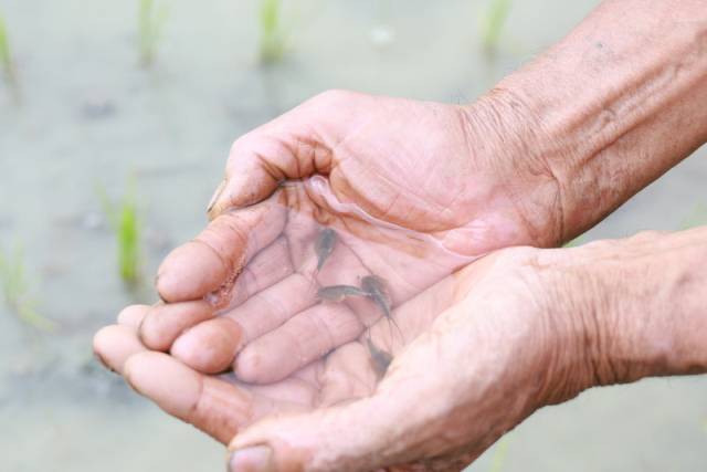 ▲긴꼬리투구새우가 산청에서 22년째 발견되고 있다. ⓒ산청군