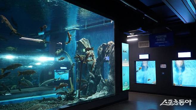 충북아쿠아리움 내부. 대형 수중터널 및 담수자원 종보관, 열대어 어류관 등을 통해 우리나라와 세계의 민물고기 106여 종 4600여 마리를&nbsp;보유하고 있다              괴산｜김재범 기자 oldfield@donga.com