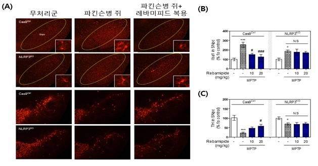 레바미피드의 파킨슨병 쥐 염증 억제 효과  [한국한의학연구원 제공. 재판매 및 DB 금지]
