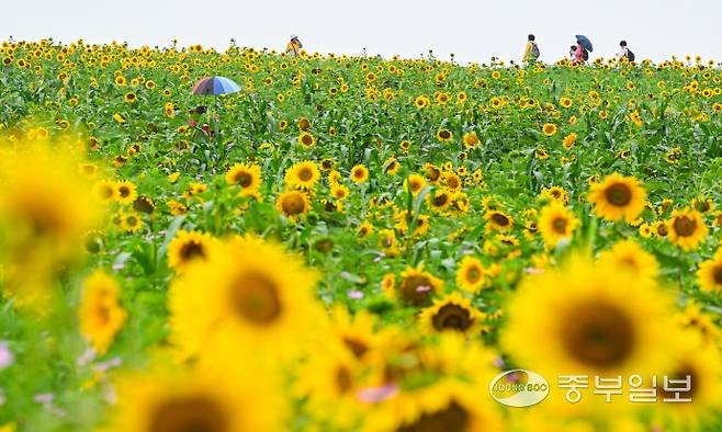 초여름 날씨가 이어진 26일 안성시 농협경제지주 안성팜랜드를 찾은 시민들이 활짝 핀 해바라기 언덕길을 거닐며 즐거운 시간을 보내고 있다. 임채운기자