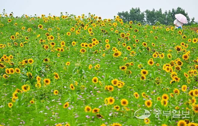초여름 날씨가 이어진 26일 안성시 농협경제지주 안성팜랜드를 찾은 시민들이 활짝 핀 해바라기 언덕길을 거닐며 즐거운 시간을 보내고 있다. 임채운기자