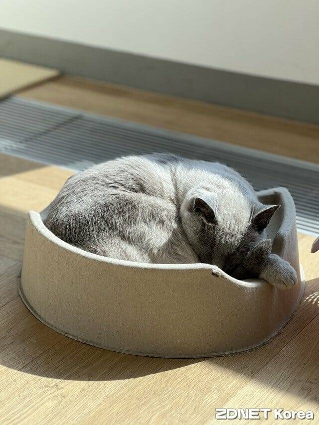 더파운더즈 마스코트 고양이 우주