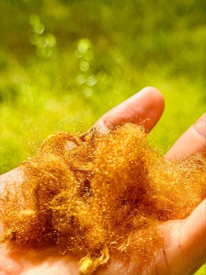 포스텍 연구진이 키조개를 활용해 2000년 전의 최고급 작물인 '시실크'를 재현했다./포스텍