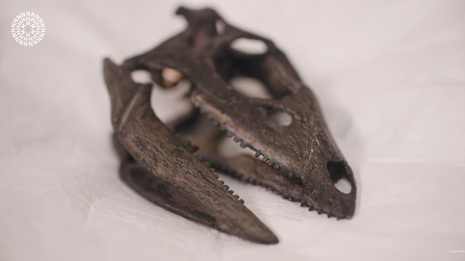 런던 자연사박물관에 전시된 ‘이니그마커서 몰리보스웨이크’ 공룡 골격은 약 1억 5천만 년 전 미국에서 발견된 강아지 크기의 초식공룡으로, 긴 꼬리와 빠른 달리기 능력을 지녔다. (사진=Natural History Museum)