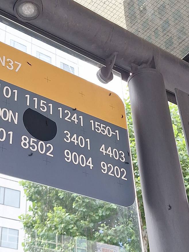 현재 도로에 벌레 천국이네요