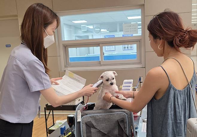 인천공항에서 반려동물 검역을 위해 내장 무선식별장치(마이크로칩)를 확인하고 있다. (사진=농림축산검역본부)