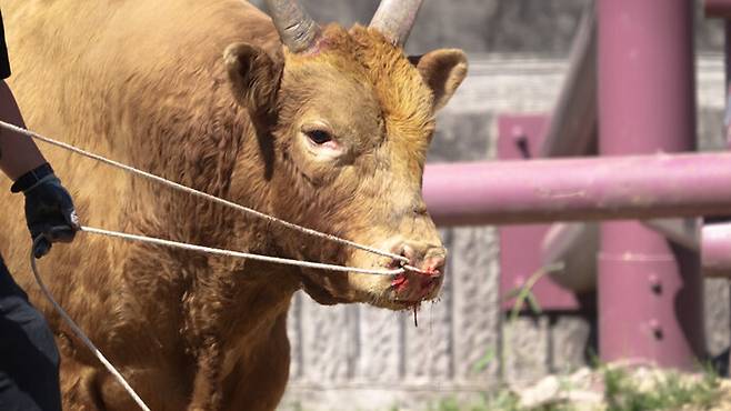 소싸움을 위한 이동 과정, 경기장 내에서는 소들이 거칠게 다뤄져 다치고 피 흘리는 모습이 다수 관찰됐다. 동물해방물결 제공