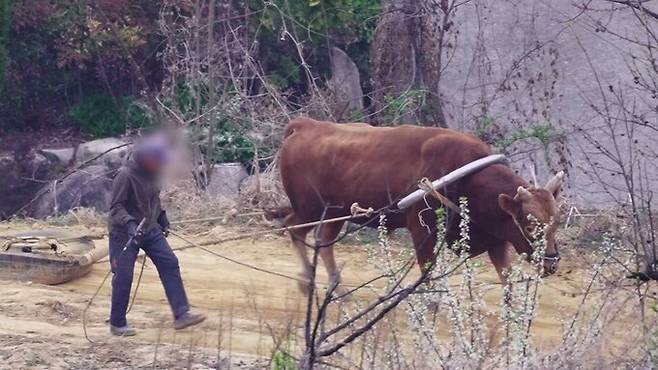 청도군의 한 농가에서는 싸움소에게 폐타이어를 끌게 하면서 채찍으로 몸을 때리는 학대적 훈련도 포착됐다. 동물해방물결 제공