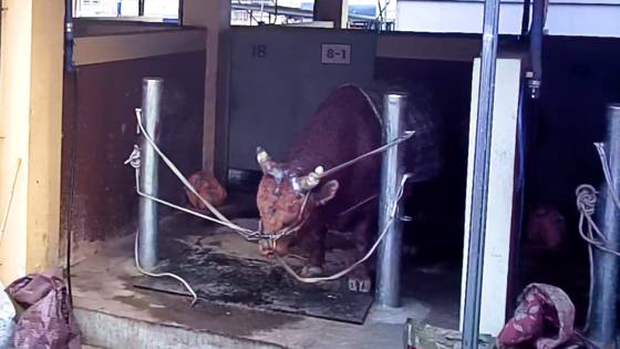 소싸움에 앞서 24시간가량 움직이기 어려울 정도로 결박 당한 채 대기하는 소. 사진 동물해방물결