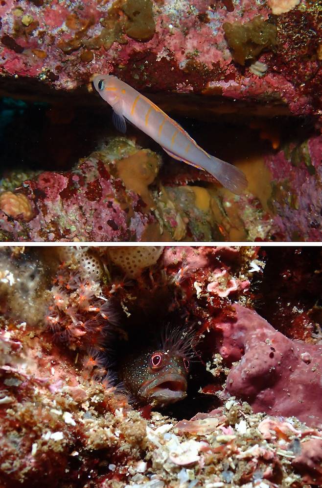 김수진씨가 울릉도 학포 앞바다에 잠수해 촬영한 흰줄망둑(위 사진)과 동해비늘베도라치.