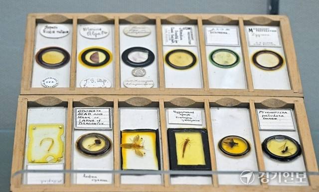 다양한 현미경 표본. 홍기웅기자