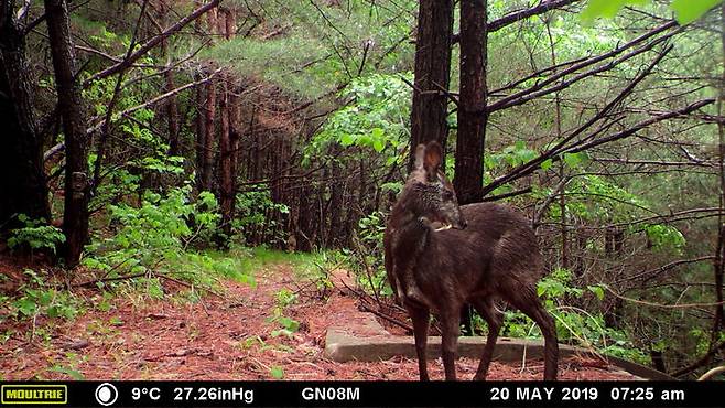 [서울=뉴시스] 사향노루 수컷 (사진=국가유산청 제공) 2025.06.26. photo@newsis.com *재판매 및 DB 금지