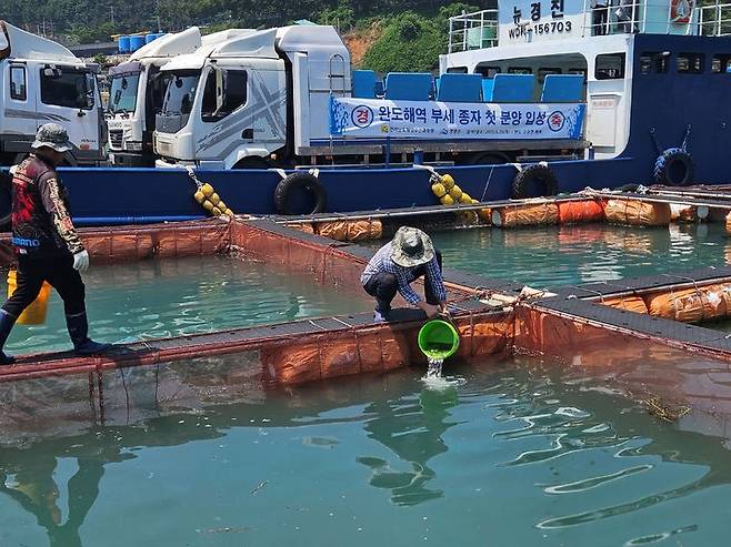고수온 강한 부세 양식 완도서 첫 분양. (사진=전남도 제공) *재판매 및 DB 금지