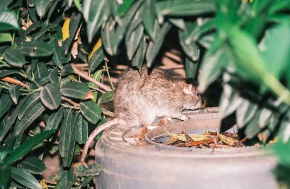 뉴욕 델러리스퀘어에서 목격된 쥐 [출처=뉴욕포스트]