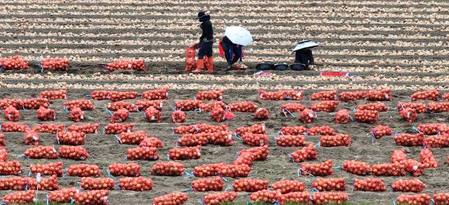 ▲장마철을 앞두고 더운 날씨를 보인 19일 경북 고령군 개진면 한 양파밭에서 농민들이 머리에 양산을 쓰고 양파를 수확하고 있다. ⓒ연합뉴스