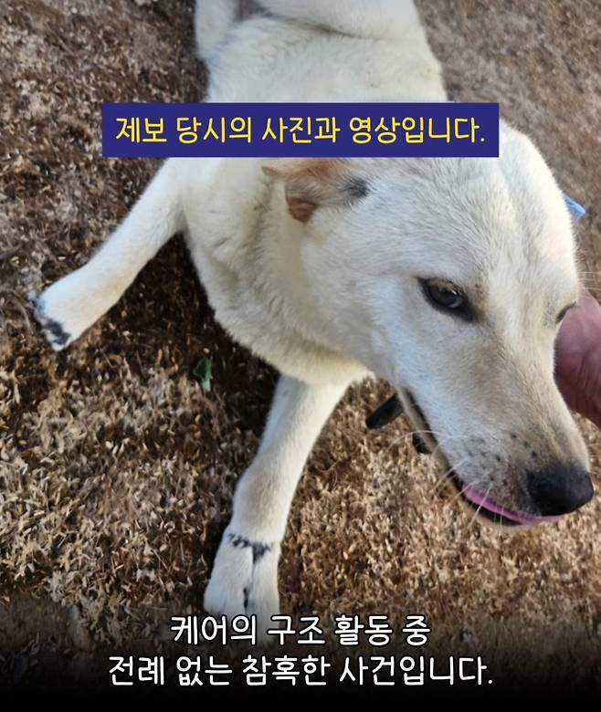 네 발이 잘린 채 발견돼 구조된 진돗개 백설이. 케어 SNS 캡처