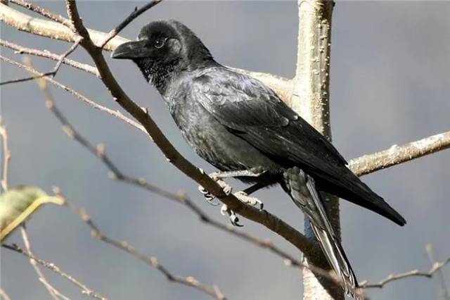 큰부리까마귀. 환경부 제공