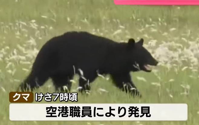 지난 26일 혼슈 동부 야마카타현 히가시네시 야마가타 공항 활주로에 출몰한 곰. (사진=‘닛테레 뉴스’ 유튜브 캡처)