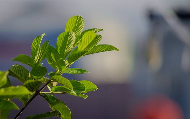 최근 자연에서 유래한 성분으로 만든 배터리 소재가 연이어 나오고 있다./pixabay