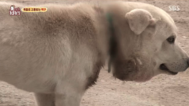 발견 당시 흰둥이는 작은 목줄에 피부 상당 부분이 괴사된 상태였다. SBS 'TV동물농장' 캡처
