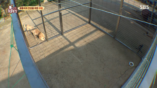 흰둥이 구조는 한번에 성공하지 않으면 멀리 도망갈 가능성도 있어서 구조에 신중을 기해야 했다. SBS 'TV동물농장' 캡처