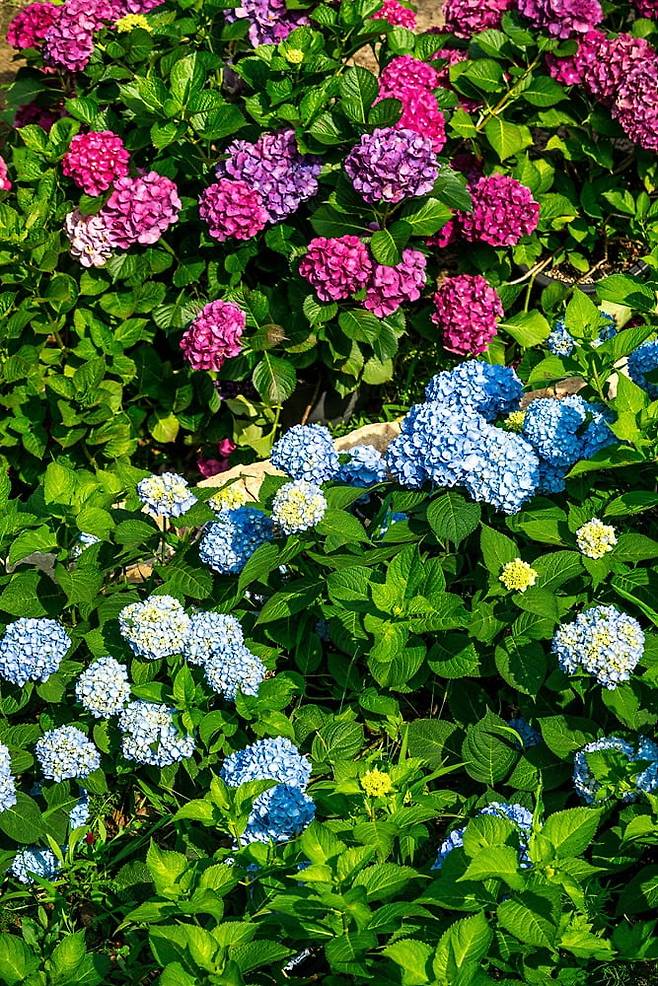 포레스트수목원의 수국(사진=이효태)