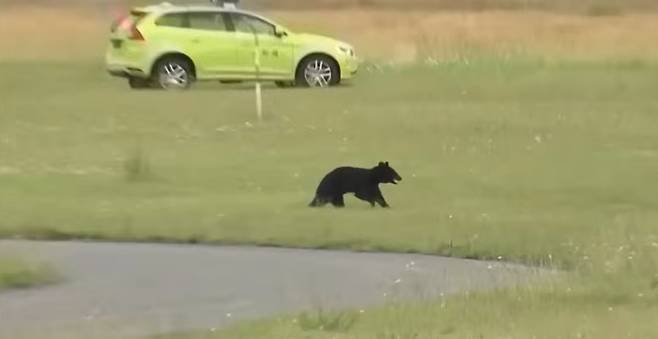 26일 일본 야마가타현 야마가타공항에 곰이 출몰해 활주로가 폐쇄되고 항공편이 무더기로 취소되는 소동이 벌어졌다. /사진=가디언 보도 영상 캡처