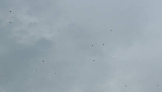 27일 오전 서울 서대문구 백련산 주위에서 기자가 발견한 러브버그 떼. /사진=민수정 기자.