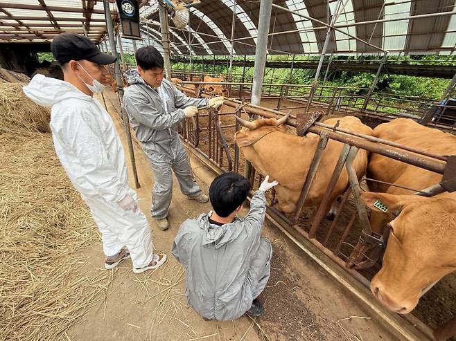 가평군 동물의료지원단이 가축을 살펴보는 모습. /사진제공=가평군