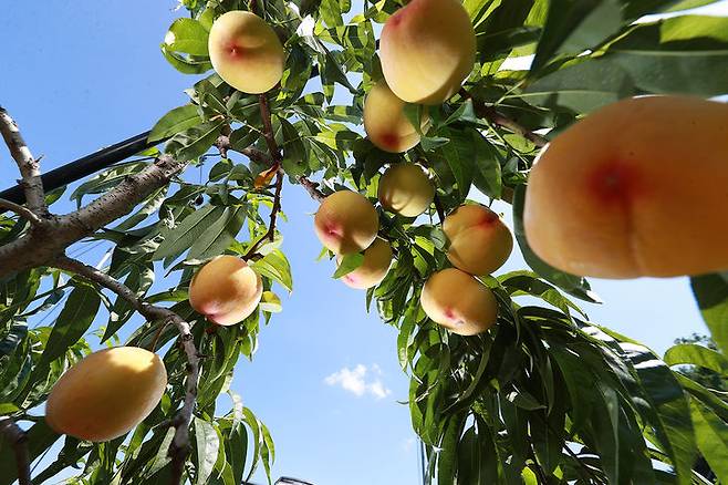 [예천=뉴시스] 예천 복숭아 (사진=예천군 제공) 2025.06.27. photo@newsis.com *재판매 및 DB 금지