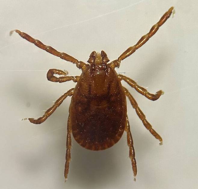 작은소피참진드기. (사진=뉴시스DB) *재판매 및 DB 금지