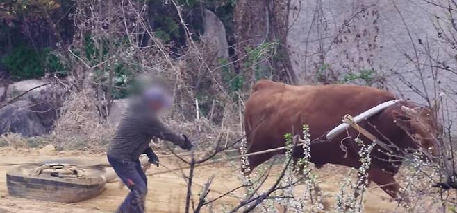 훈련 중 채찍을 맞는 소 [동물해방물결 유튜브 캡처]