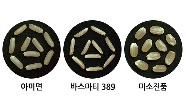 왼쪽부터 중장립종 통일형 벼 품종인 ‘아미면’과 인디카 계열 장립종인 ‘바스마티 389’, 한국에서 흔히 먹는 자포니카 계열 품종 중 하나인 ‘미소진품’. 농촌진흥청