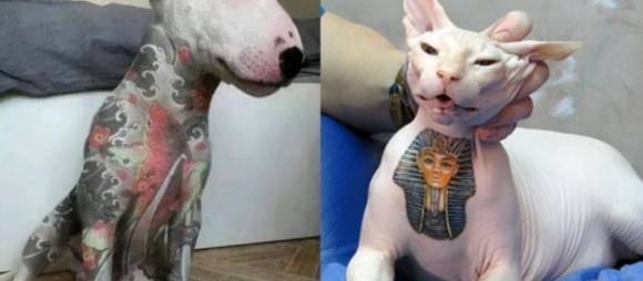 타투를 한 브라질 반려견과 반려묘. 아고라 제공