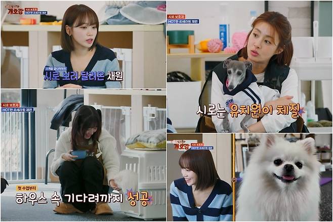 ‘집 나가면 개호강’. 사진| JTBC