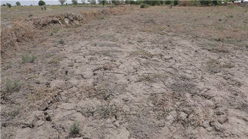 말라붙은 카메룬 앙두밀 마을의 논밭 전석우 기자 jujitsusw@yna.co.kr