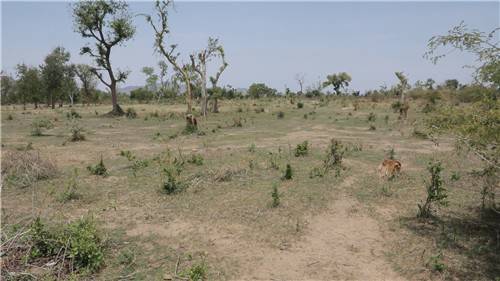 벌목으로 훼손된 카메룬 자메이 보호구역 전석우 기자  jujitsusw@yna.co.kr