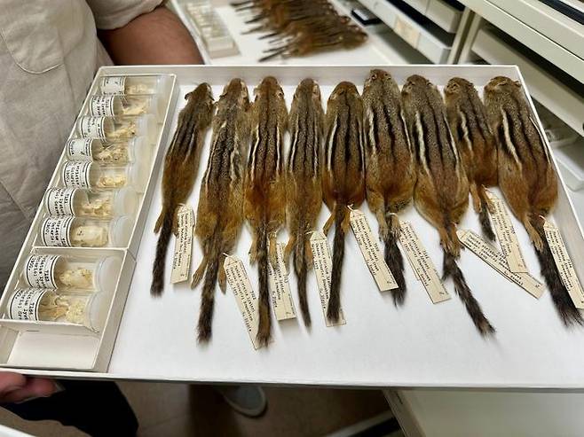 필드 박물관의 다람쥐 표본 [Field Museum 제공. 재판매 및 DB 금지]