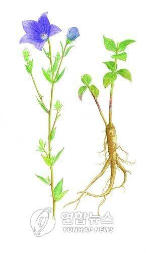 도라지 이원우 작가 그림(도서출판 보리 제공)