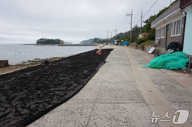 관사리 해안도로에서 주민들이 자연산 톳을 손질하며 말리고 있다. 2025.6.27/뉴스1 ⓒ News1 조영석 기자