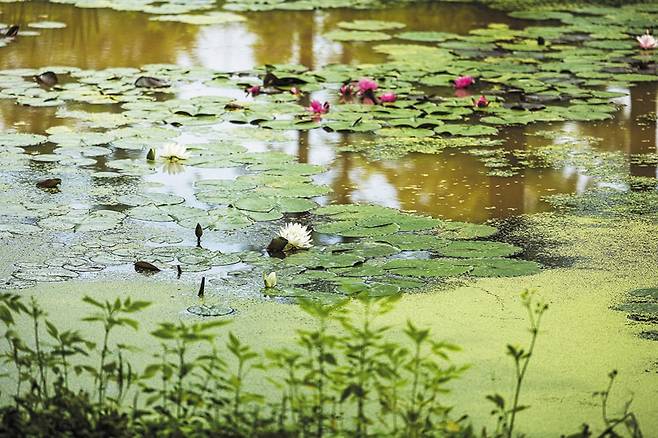 지난 19일 개화 소식을 알린 경기도 양평 ‘세미원’의 수련. / 양수열 영상미디어 기자
