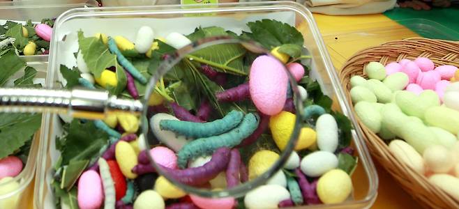 색을 입고 화려해진 컬러 누에. /조선일보DB