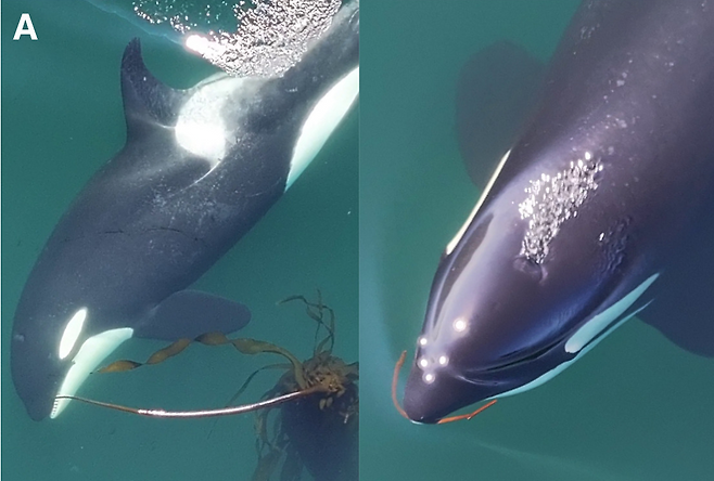 범고래들은 비슷한 나이와 피부 상태를 가진 개체와 더 자주 해초를 매개로 문지르며 사회적 유대를 쌓는 것으로 나타났다. (사진=Current Biology)