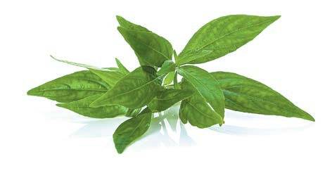 약용식물 천심련에는 항염·향균 효과가 있는 파랙틴 성분이 다량 들어있다.  [사진 adobe stock]