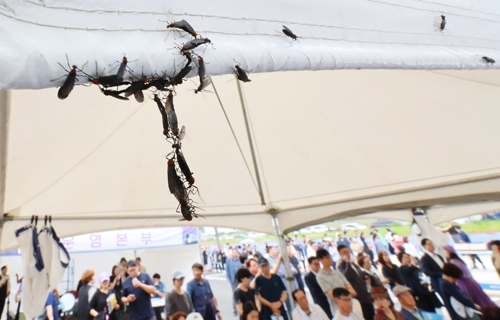 장마가 시작되며 서울과 인천, 경기 등 수도권에 러브버그(붉은등우단털파리)가 기승을 부리고 있는 가운데 지난 27일 인천 서구 신검단중앙역에서 열린 인천도시철도 1호선 검단연장선 개통기념식장 텐트에 러브버그들이 몰려들어 붙어 있다. [사진 출처 = 연합뉴스]