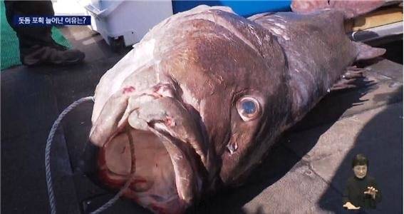 [KNN 보도화면 캡처]